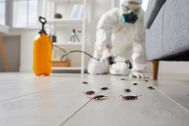Post-Treatment Bed Bug Interceptor Monitoring in Kensington